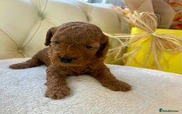 Cockapoo dogs for sale: 4⭐️Licensed F1b Cockapoos Exceptionally Bred - Image 26