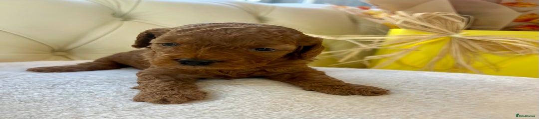 Cockapoo Puppy 9