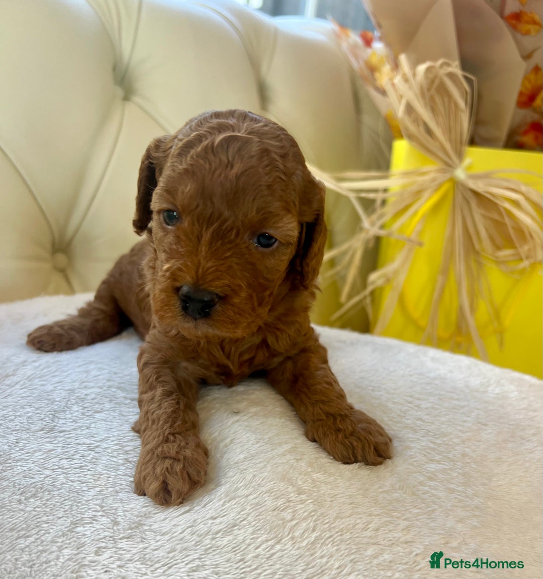 Cockapoo dogs for sale: 4⭐️Licensed F1b Cockapoos Exceptionally Bred - Image 26