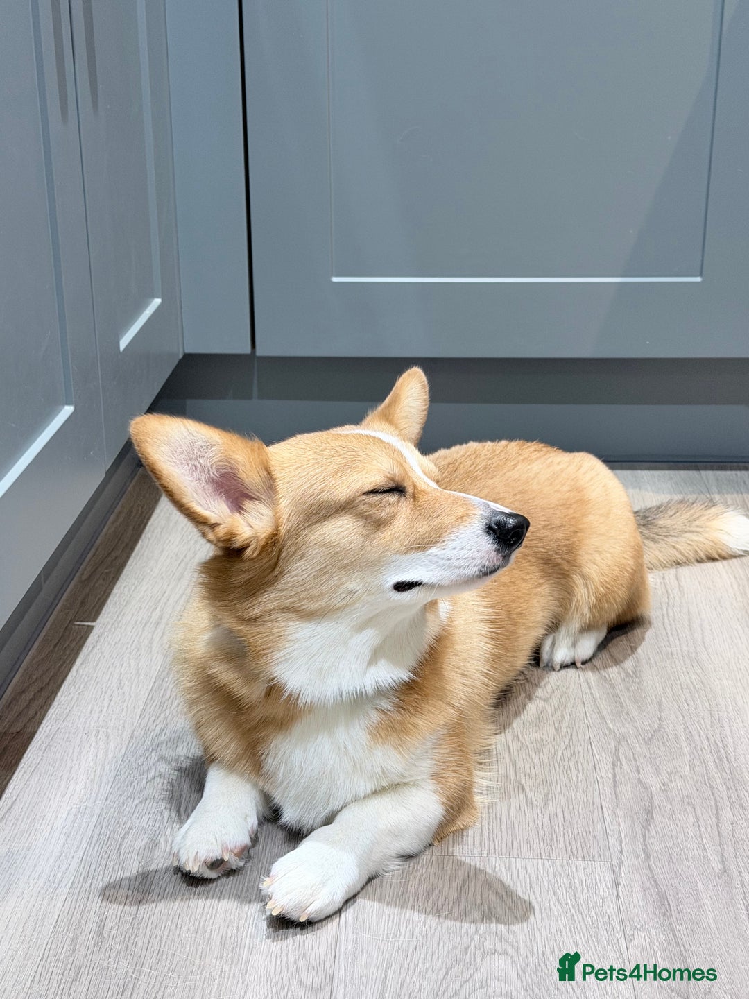 Welsh Corgi Pembroke dogs for stud: KC Reg Welsh Pembroke Corgi Available for Stud - Advert 2