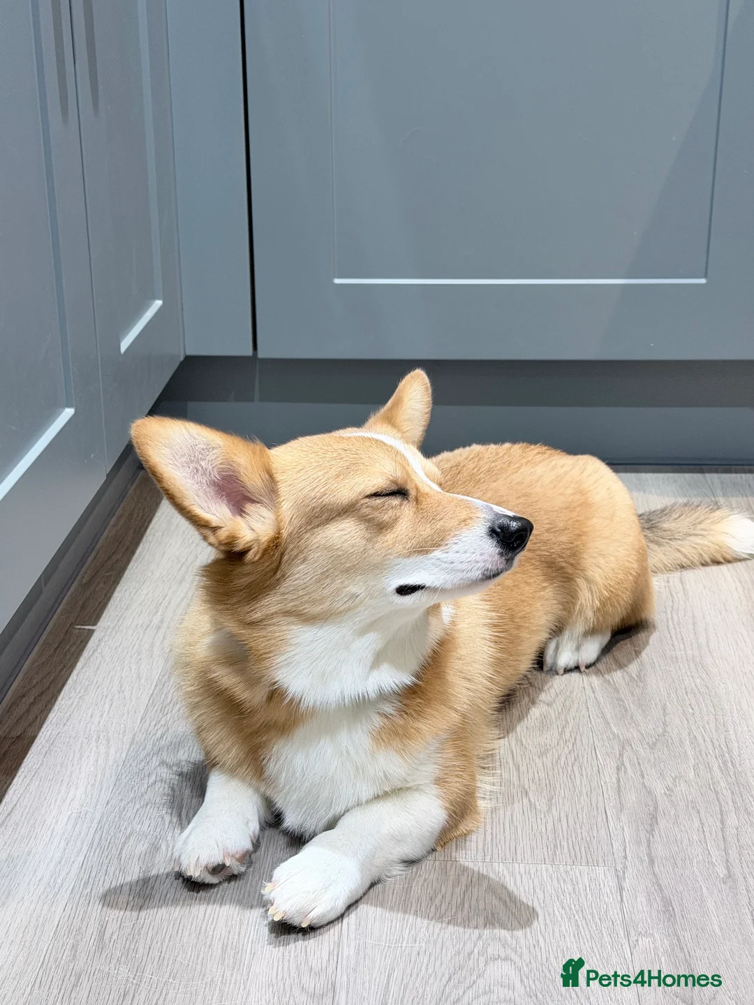 Welsh Corgi Pembroke dogs for stud: KC Reg Welsh Pembroke Corgi Available for Stud - Advert 2