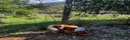 Brittany Spaniel dogs for adoption: Yair   in Worthing - Advert 9
