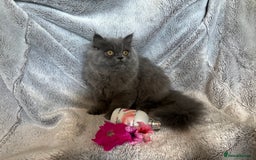 Persian cats for sale: Gentle natured blue Persian kitten (f) - Image 14