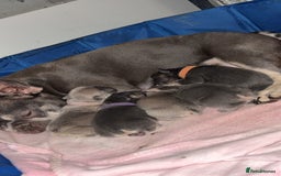 French Bulldog dogs for sale: French Bulldogs - Image 1