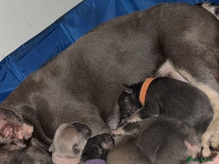 French Bulldog dogs - Advert 26