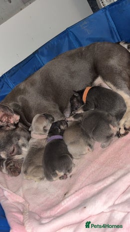 French Bulldog dogs - Advert 9