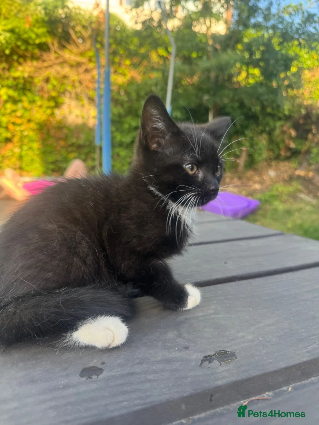 Mixed Breed cats for sale:  Adorable boy kitten looking for forever home! ❤️ - Advert 7