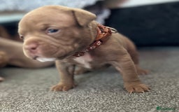 American Bully dogs for sale: Stunning pocket bullie’s  - Image 8