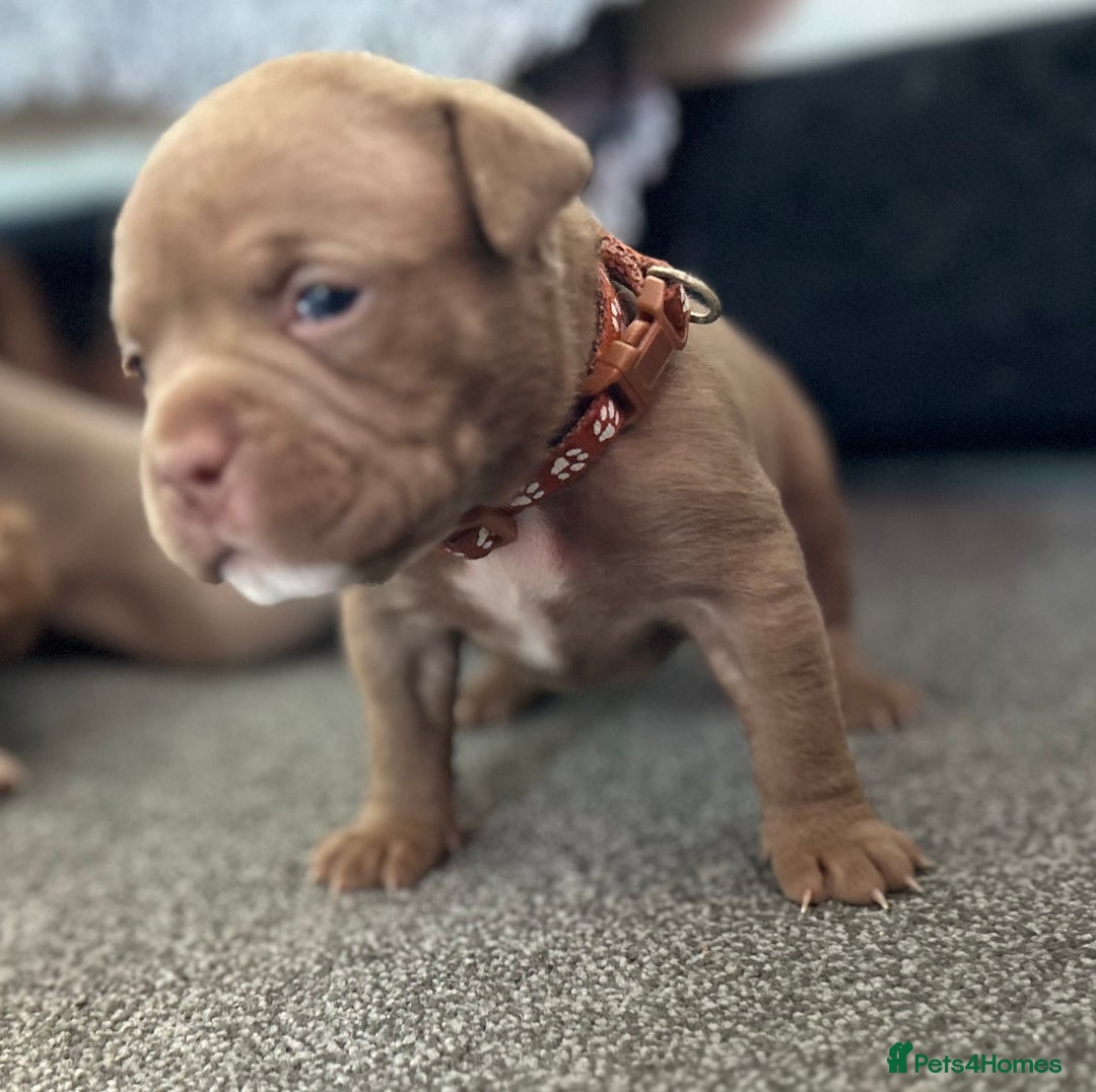 American Bully dogs for sale: Stunning pocket bullie’s  - Image 8