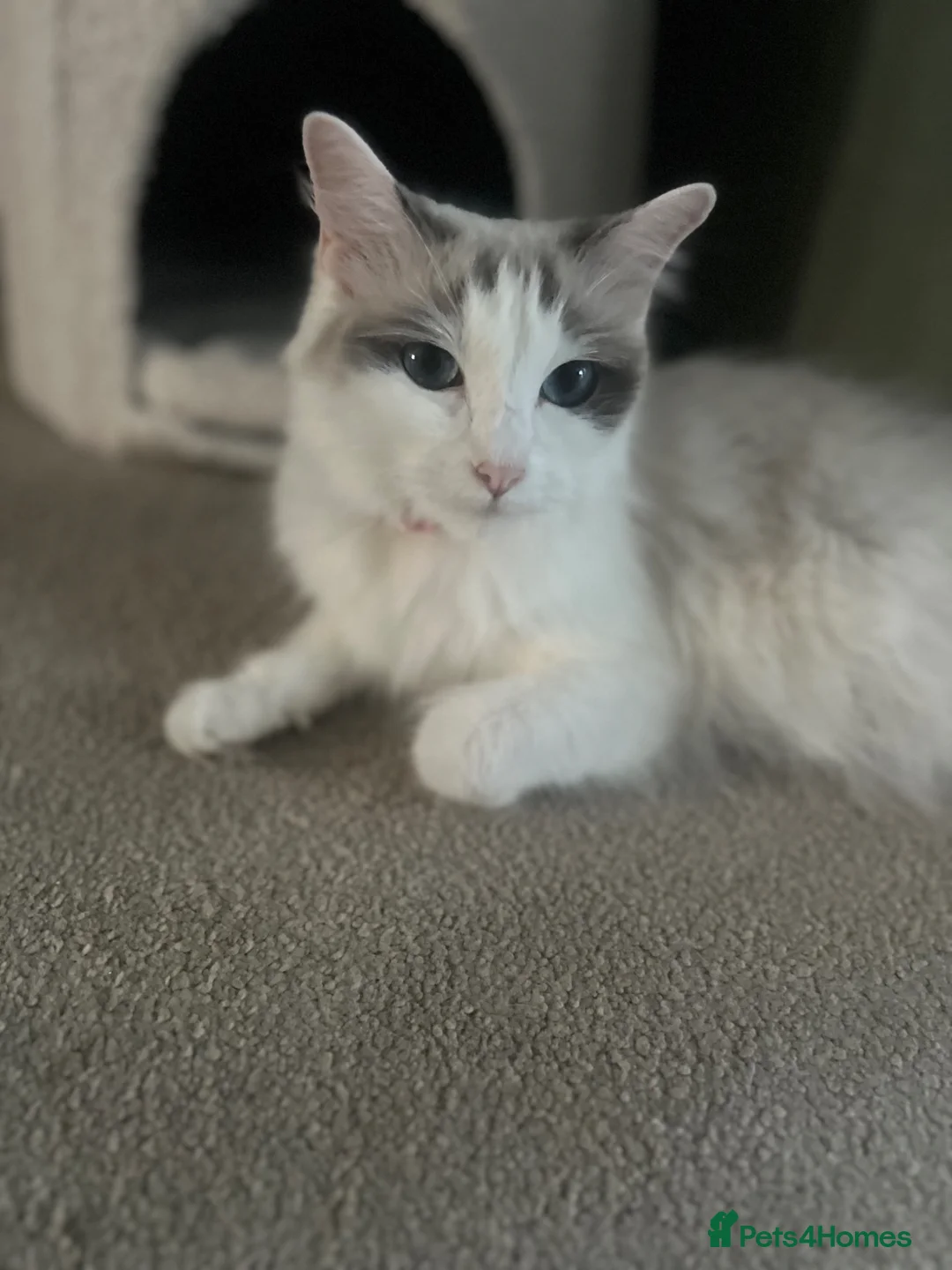 Ragdoll cats for sale: *NOW £800* Gorgeous Ragdoll boys available  - Advert 13