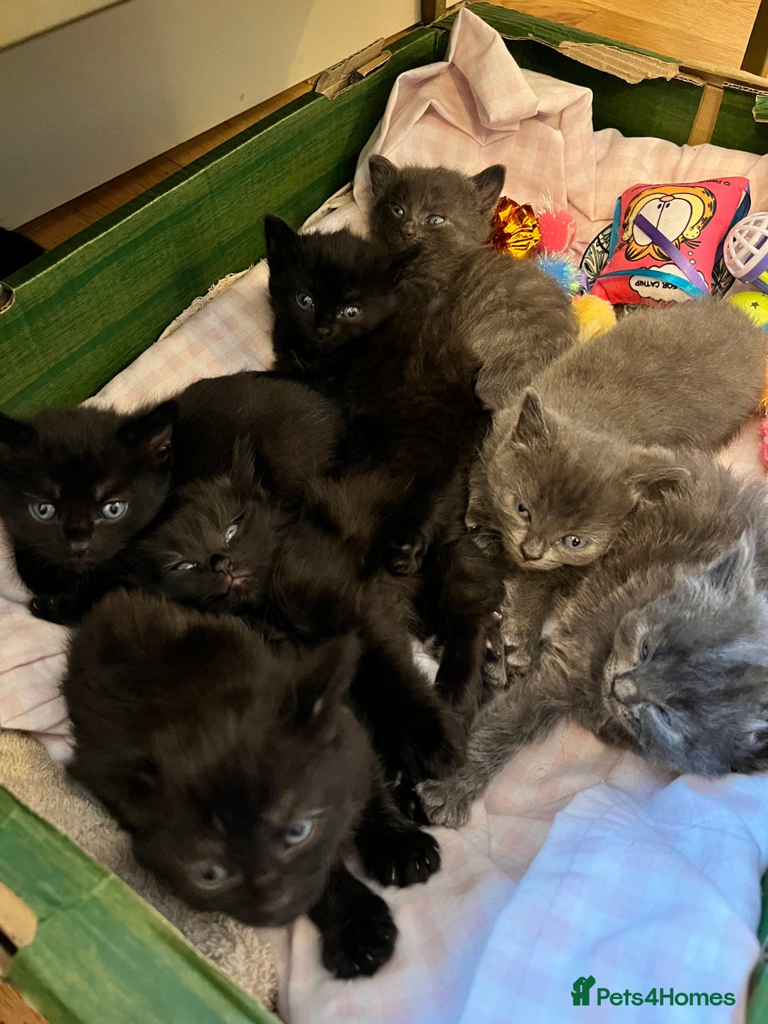 Mixed Breed cats for sale: Little black female kittens!  - Image 7
