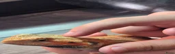 Bearded Dragon reptiles for sale: orange hypo trans leatherback bearded dragon - Advert 9