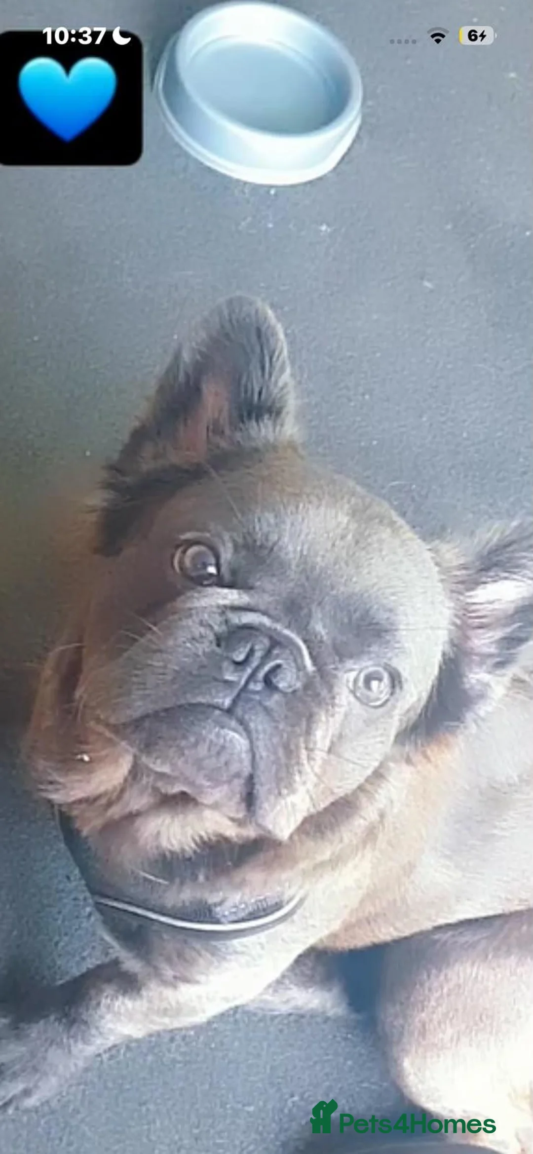 Mixed Breed dogs for stud: MALE Frenchie ROLLO for STUD - Advert 4
