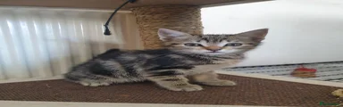Tabby
