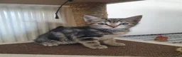 Mixed Breed cats for sale: Kittens for SALE - Advert 3