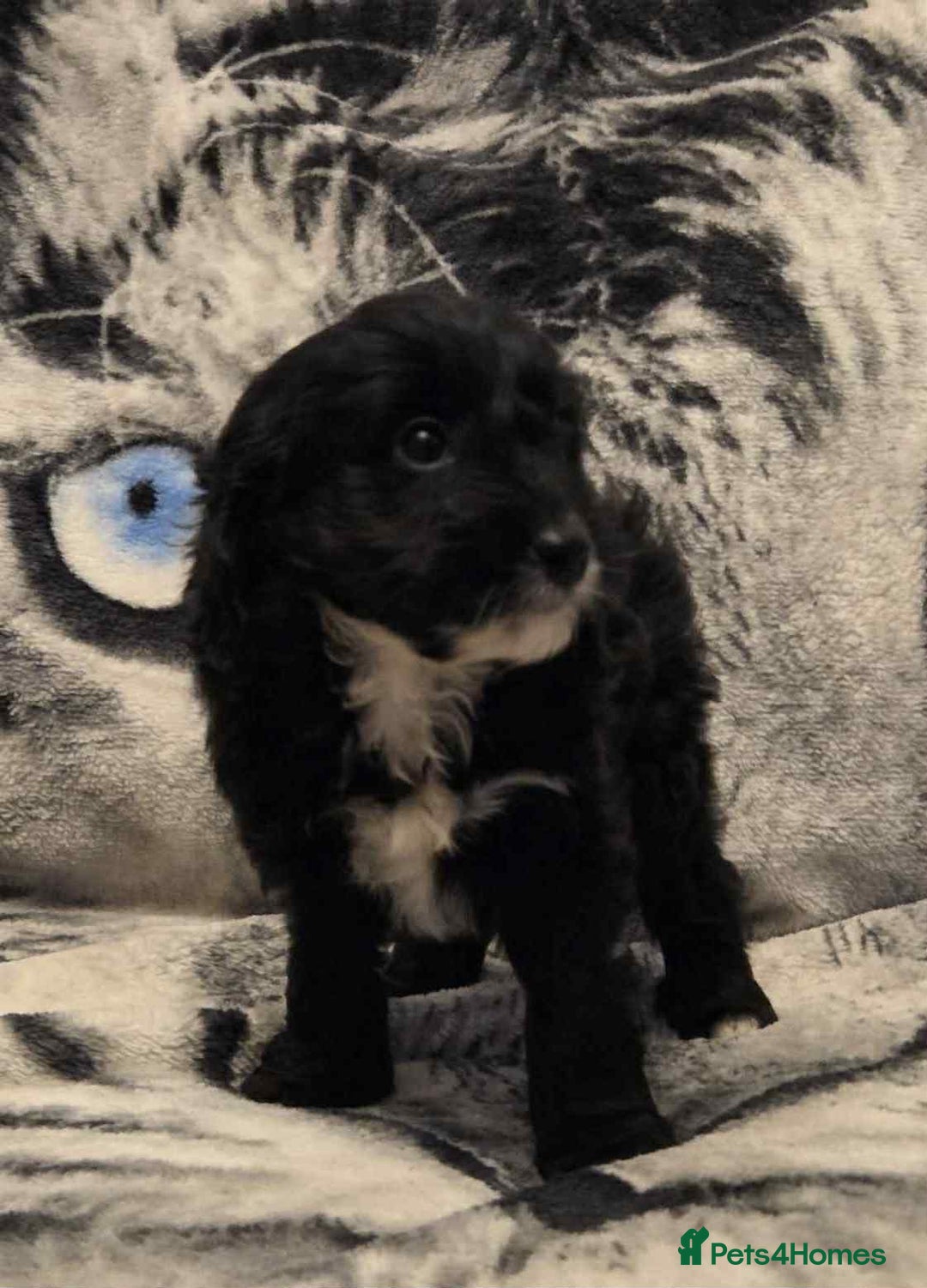 Cockapoo dogs for sale: F1 Merle cockerpoo  - Advert 24