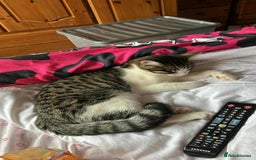 Maine Coon cats for sale: Fluffy female white black tabby male - Image 12