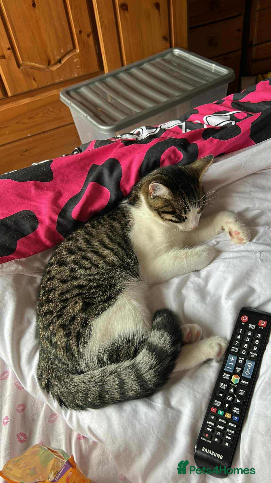 Maine Coon cats for sale: Fluffy female white black tabby male - Image 12