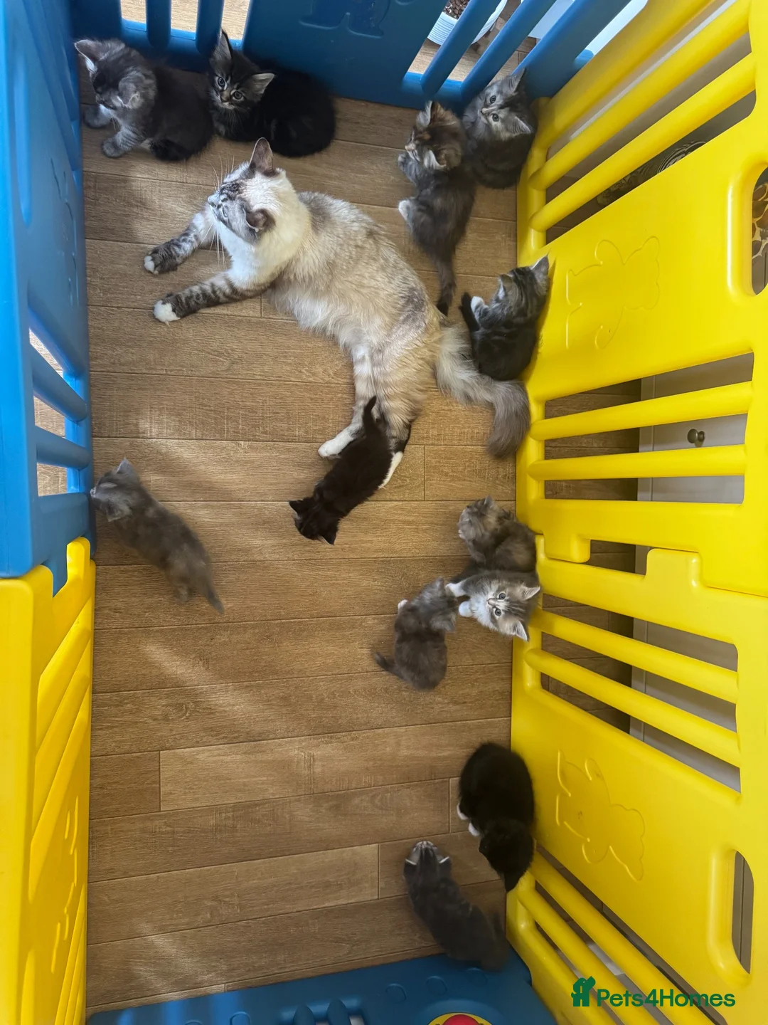 Ragcoon cats for sale: 8 gorgeous Mainecoon x ragdoll babies  - Advert 2