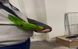 Conures birds for sale: Yellow headed semi tamed talking Lori  - Image 6
