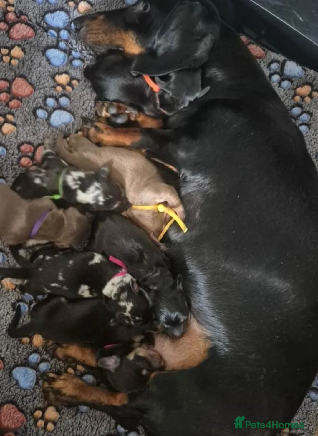 Miniature Dachshund dogs for sale: Long hair Miniature dachshund boy in Preston - Advert 8
