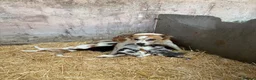 Mixed Breed dogs for sale: Gorgeous sheepdog puppies  - Advert 3