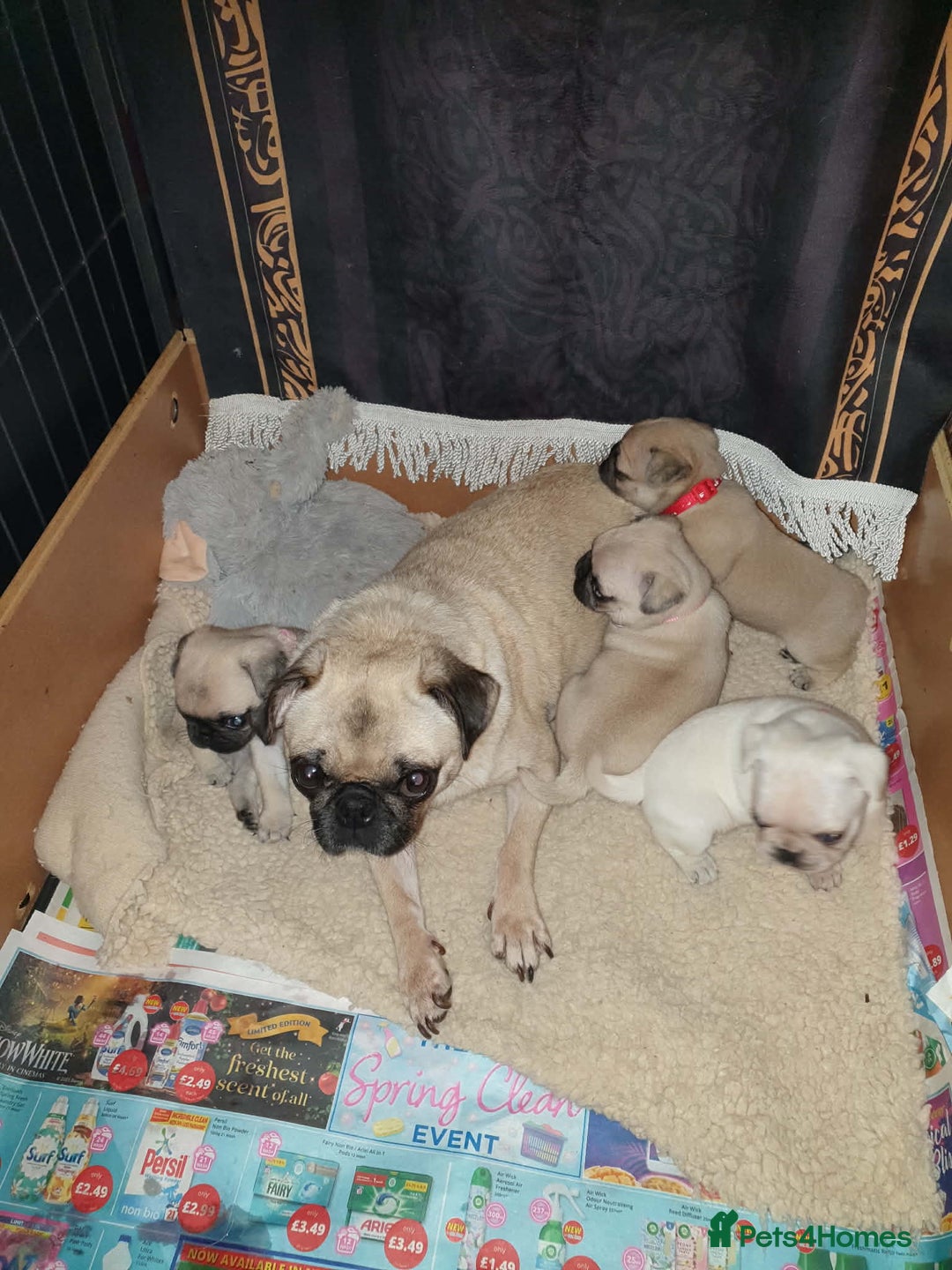 Pug dogs for sale: Pug puppies  - Advert 1