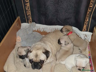 Pug dogs Pug puppies - Advert 2