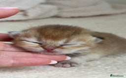 British Shorthair cats for sale: BSH Golden kittens Show quality Ch line  - Image 5