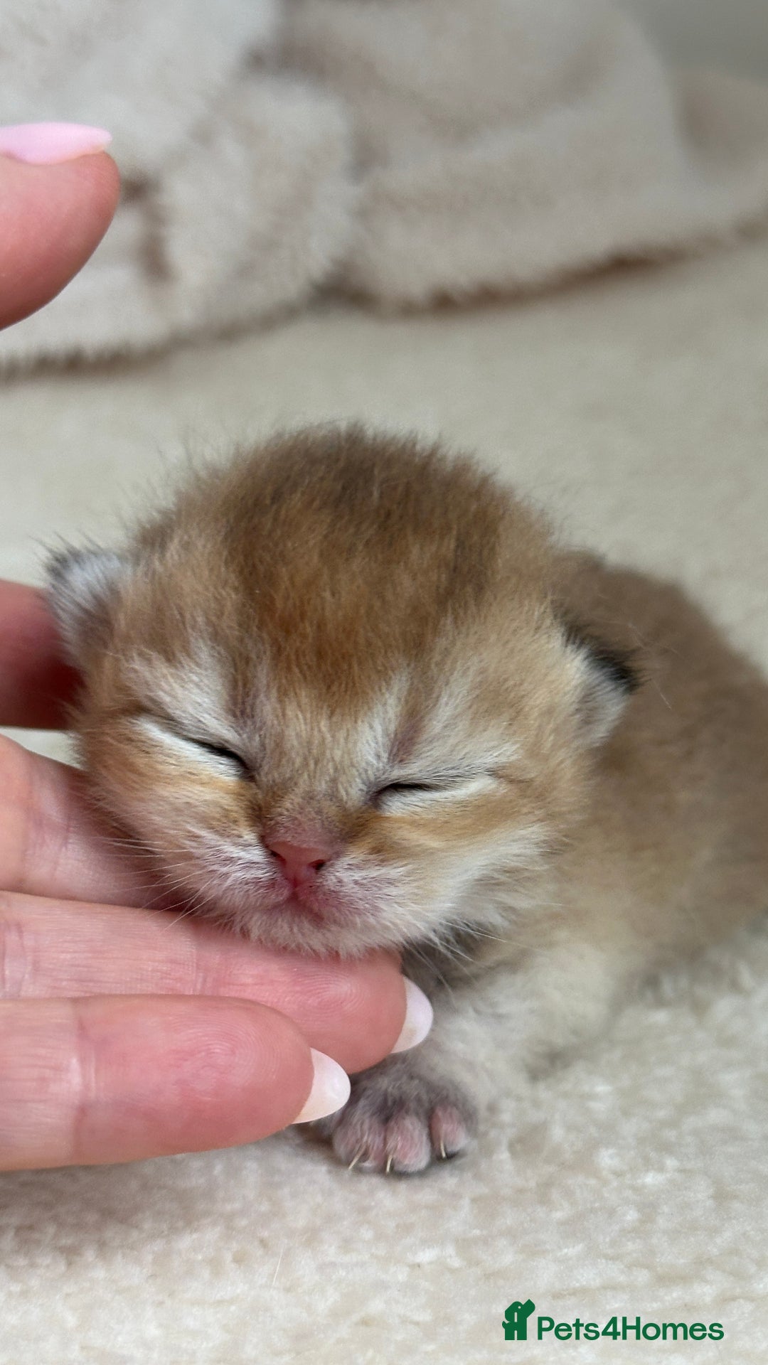 British Shorthair cats for sale: BSH Golden kittens Show quality Ch line  - Image 5
