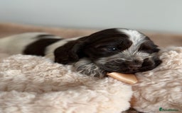 Cocker Spaniel dogs for sale: Show type cocker spaniels  - Image 6