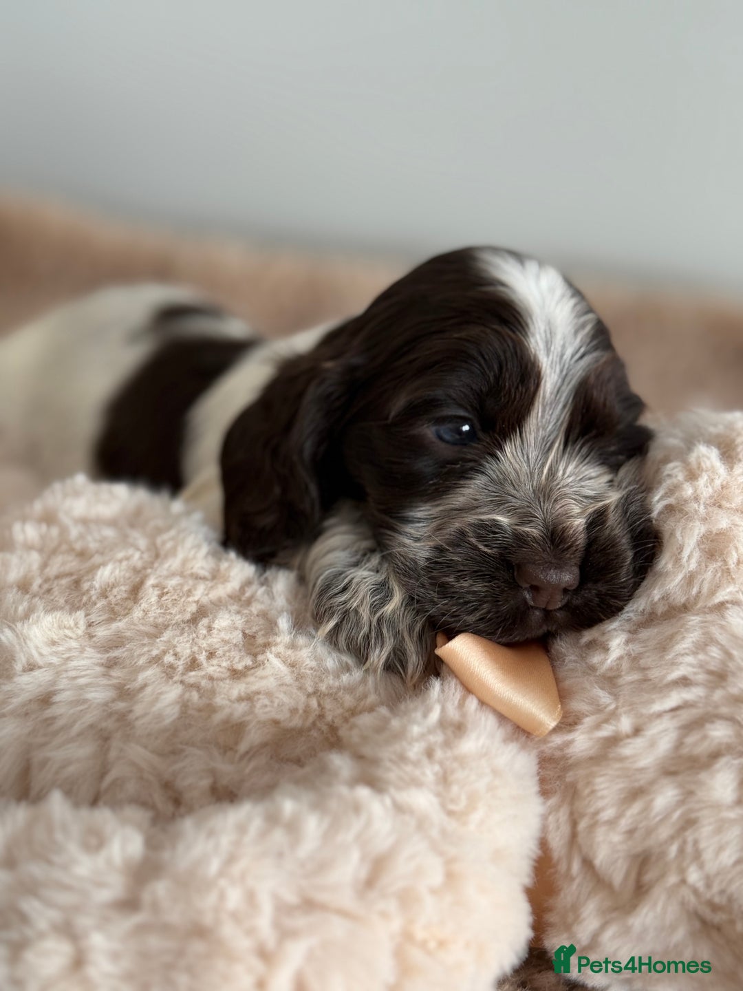 Cocker Spaniel dogs for sale: Show type cocker spaniels  - Image 6