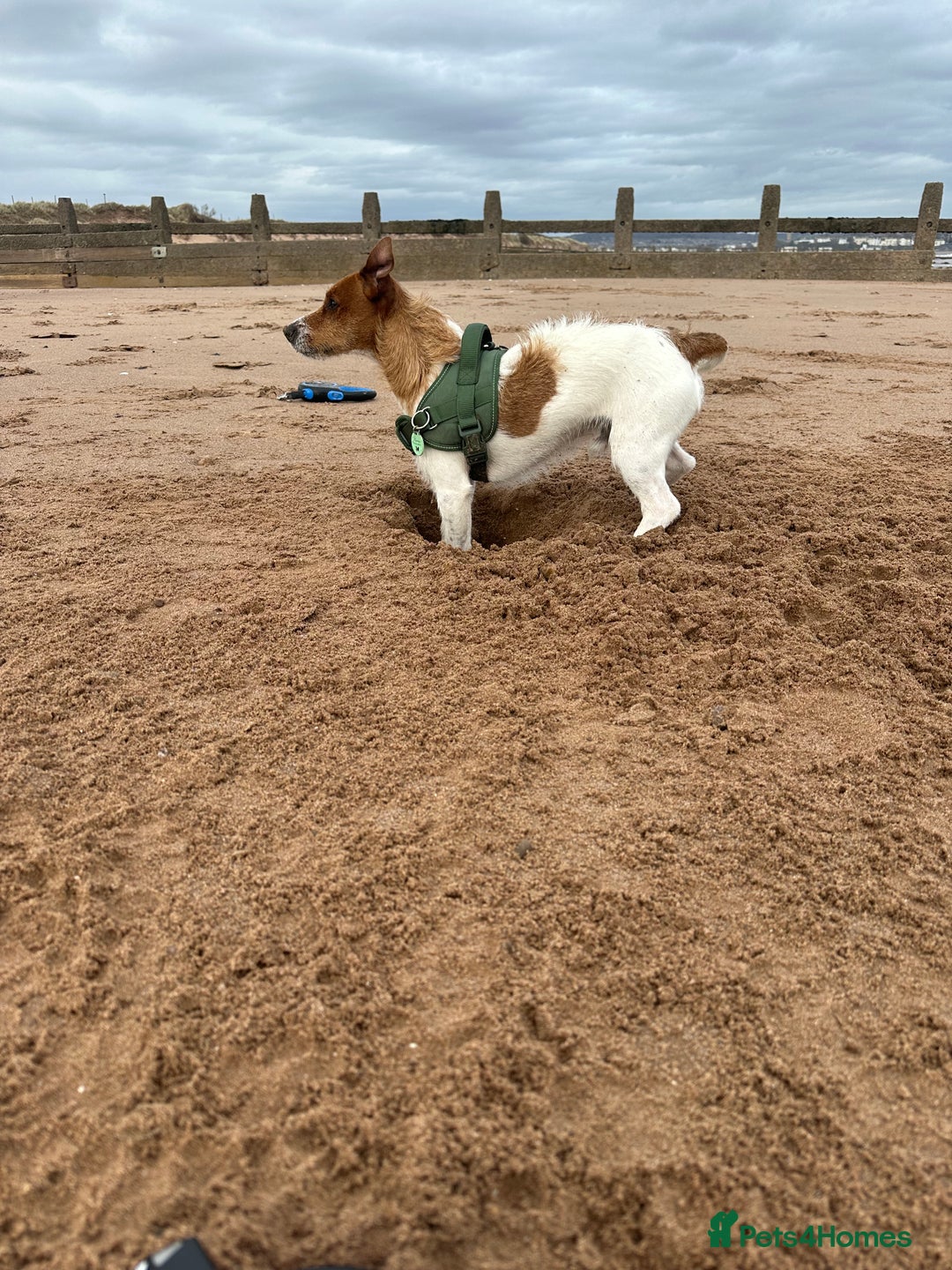 Jack Russell dogs for sale: Jack Russell  - Image 12