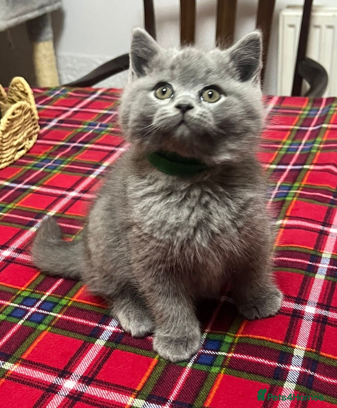 British Shorthair cats !!! Pure Blood Champions Pedigree BSH Kittens!!! - Advert 6