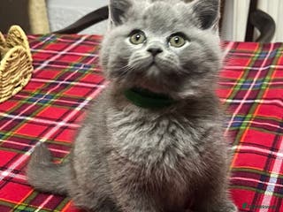 British Shorthair cats !!! Pure Blood Champions Pedigree BSH Kittens!!! - Advert 5