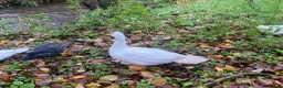 Mixed Breed poultry for sale: Day old ducklings and other poultry available - Advert 3