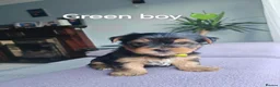Yorkshire Terrier dogs for sale: Beautiful Yorkshire Terrier Puppies  in Downpatrick - Advert 21