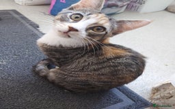 Maine Coon cats for sale: Maine coon x sphynx kittens - Image 4