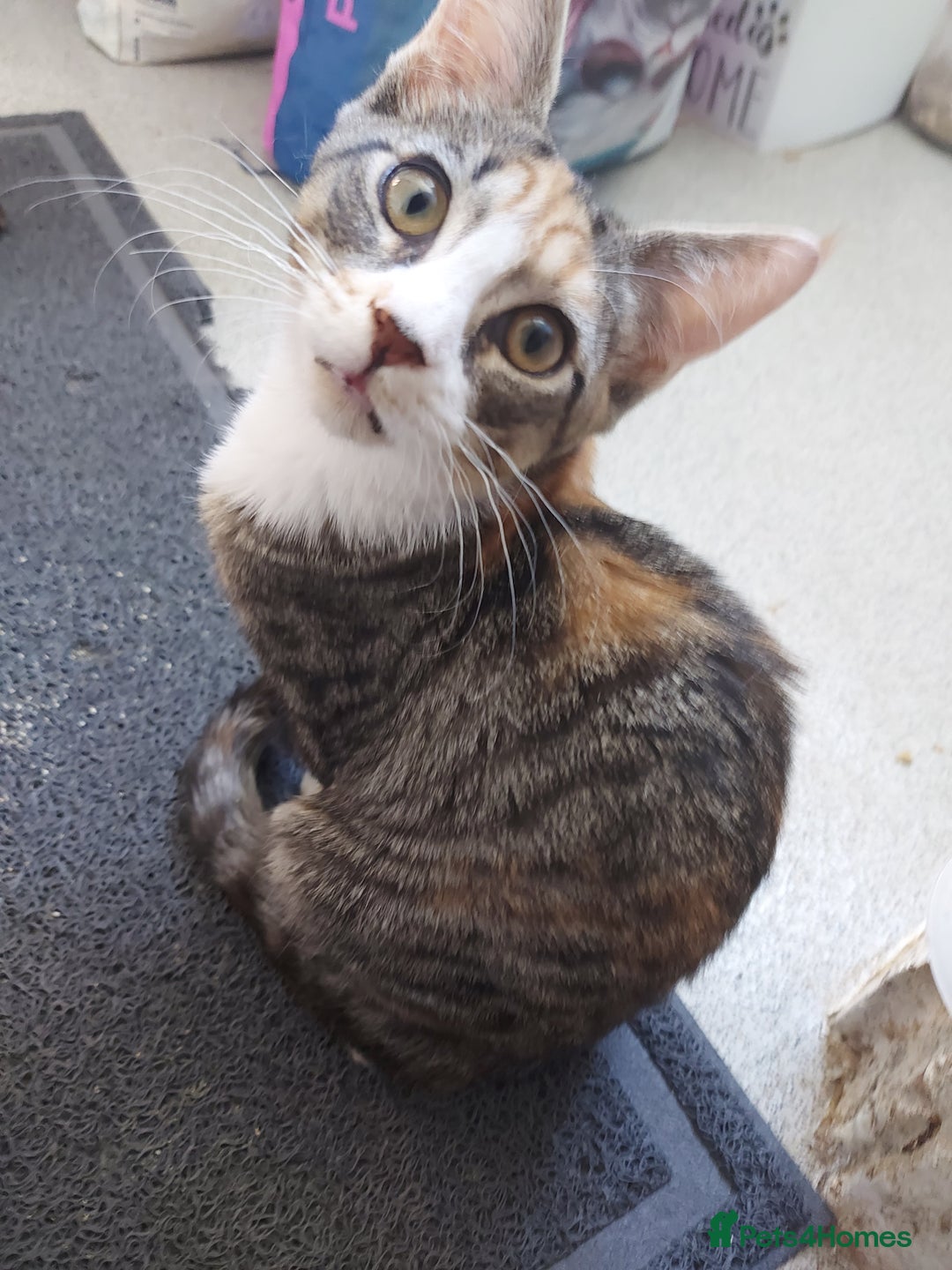 Maine Coon cats for sale: Maine coon x sphynx kittens - Image 4