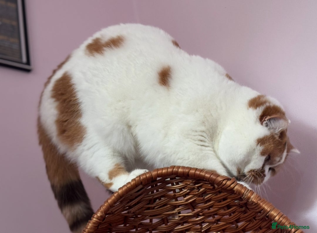 British Shorthair cats for sale: High tittled super chocolate tortie white girl  - Advert 4