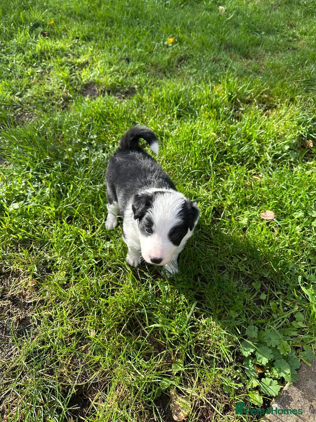 Border Collie dogs for sale: Beautiful litter of 8 border collies puppies - Advert 11