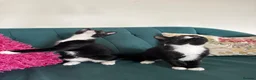 Domestic Shorthair cats for sale: Beautiful Kittens Ready for Their Forever Homes! - Advert 8