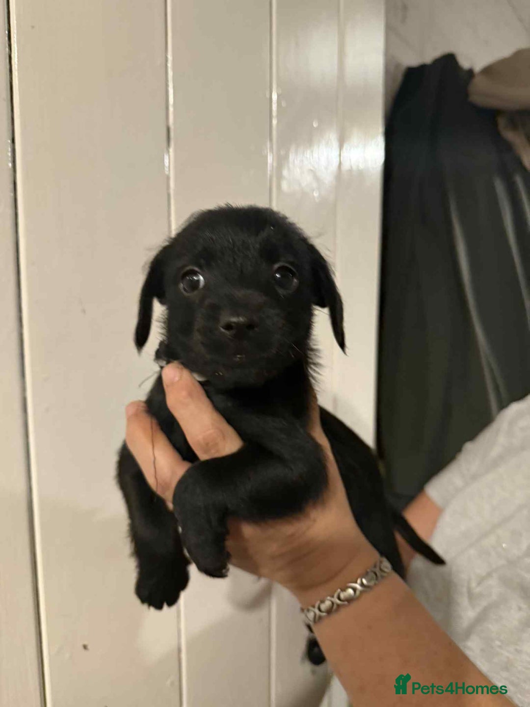 Mixed Breed dogs for sale: Schnoodle cross pommiestaff - Image 6