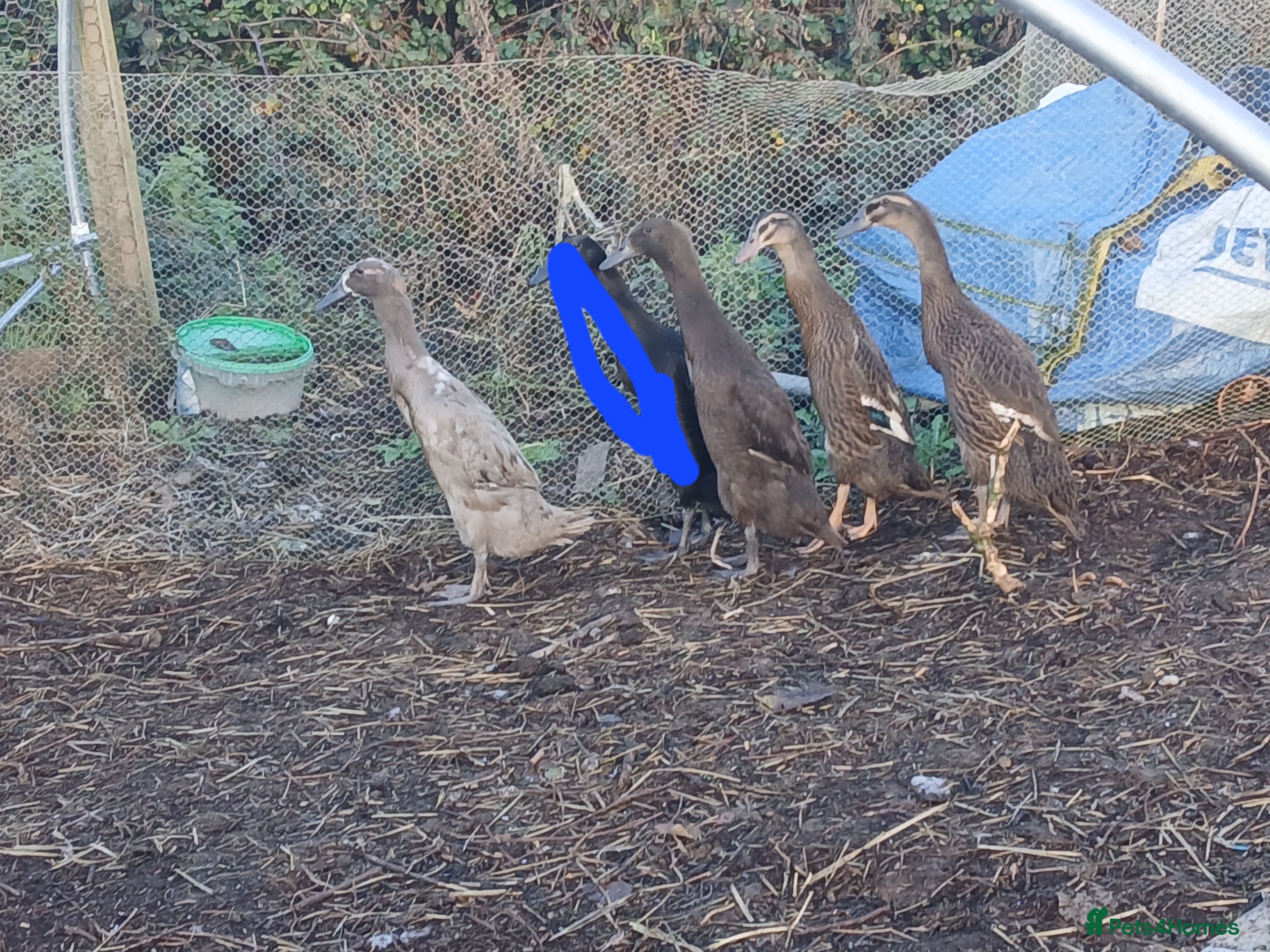 Ducks poultry Young Indian runners  - Advert 3