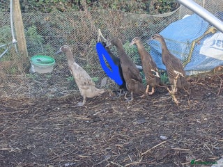 Ducks poultry Young Indian runners - Advert 1