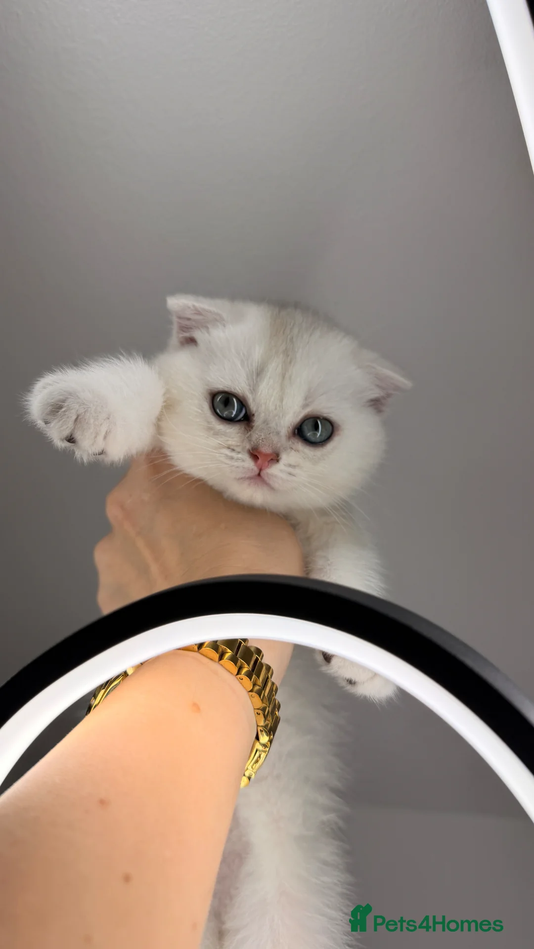 Scottish Fold cats for sale: Ocean-blue eyes Scottish Folds/Straight - Advert 37