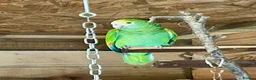 Parrots birds for sale: Yellow shoudered amazon - Advert 3