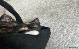 Mixed Breed cats for sale: 6 beautiful kittens ready now (4 left) - Image 18