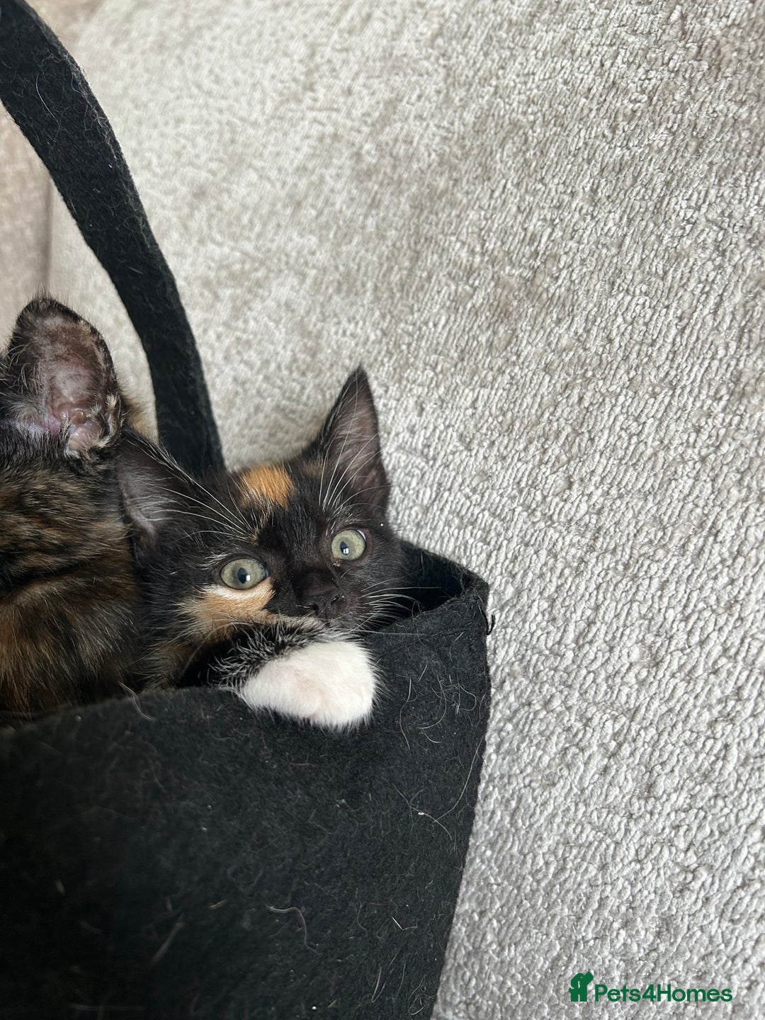 Mixed Breed cats for sale: 6 beautiful kittens ready now (4 left) - Image 18