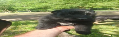 German Shepherd Puppy 5